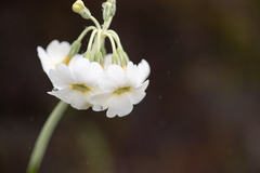 Primula obliqua, photograph Morten Ross, CC BY, iNaturalist via GBIF