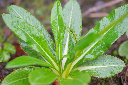 Primula obliqua, photograph 2