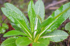 Primula obliqua, photograph Morten Ross, CC BY, iNaturalist via GBIF