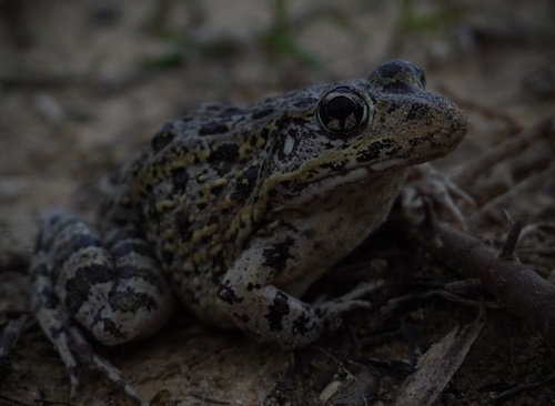 Gopher Frog