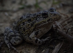 Gopher Frog photo 4