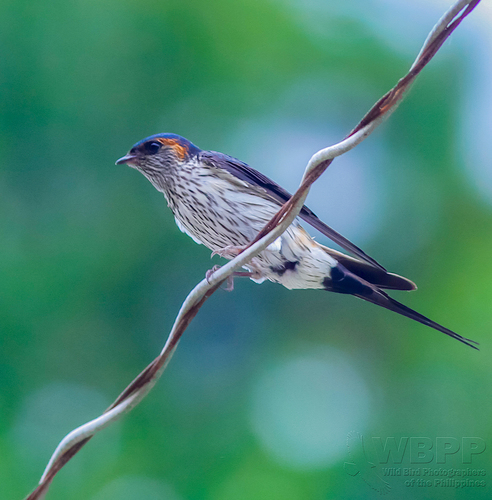 Eastern Red-rumped Swallow
