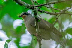 Phapitreron leucotis