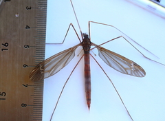 Austrotipula hudsoni