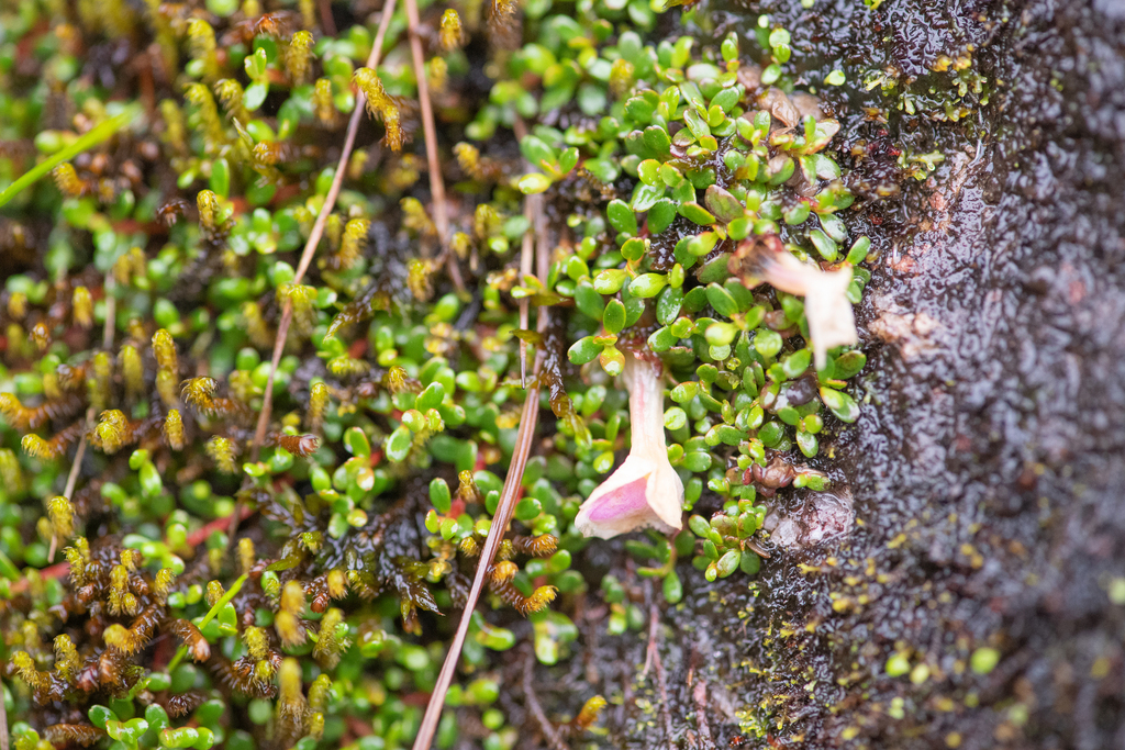 Diapensia himalaica (Diapensia himalaica)