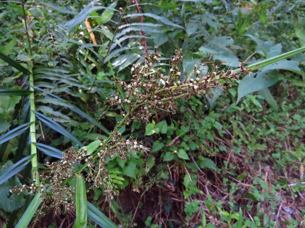Scleria radula (Scleria radula)