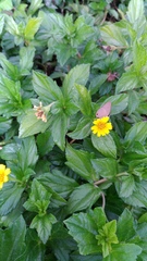 Jamides bochus formosanus