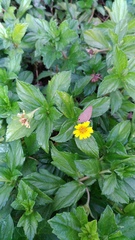 Jamides bochus formosanus