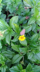 Jamides bochus formosanus