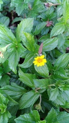 Jamides bochus formosanus