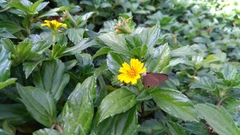 Jamides bochus formosanus