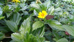 Jamides bochus formosanus