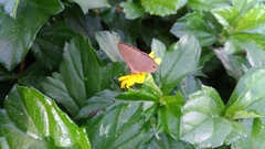 Jamides bochus formosanus