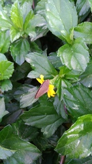 Jamides bochus formosanus