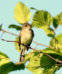 Empidonax traillii