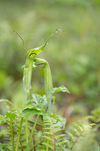 Arisaema jacquemontii