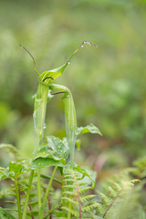 Arisaema jacquemontii