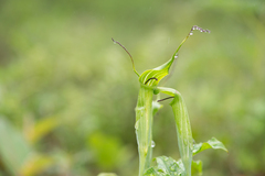 Arisaema jacquemontii, photograph Morten Ross, CC BY, iNaturalist via GBIF
