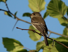 Empidonax traillii