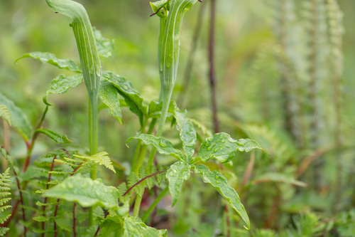 Arisaema jacquemontii, photograph 2