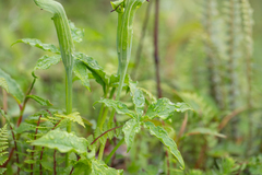 Arisaema jacquemontii, photograph Morten Ross, CC BY, iNaturalist via GBIF