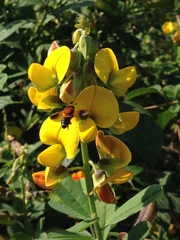 Megachile umbripennis