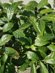 Tabernaemontana divaricata