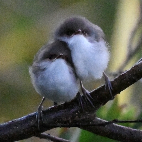 Superb Fairywren, Queensland, AU, photo 7 of 10