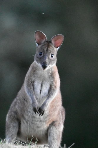 Red-necked Pademelon, Queensland, AU, photo 5 of 10