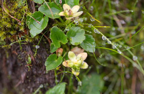 Himalayan oxygraphis (Oxygraphis endlicheri)