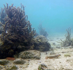 Cryptocentroides gobioides