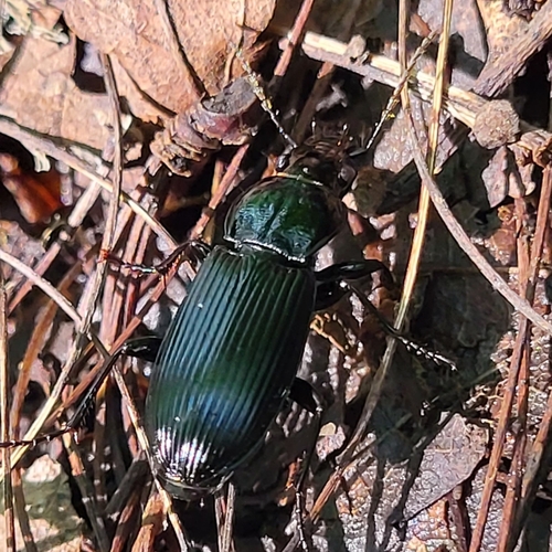 Common black ground beetle