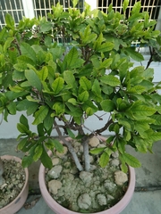 Synsepalum dulcificum