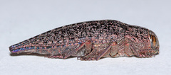 Dicerca aino