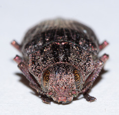 Dicerca aino