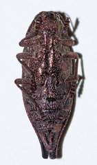 Dicerca aino