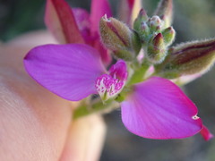 Polygala pubiflora