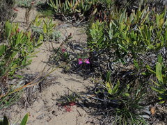 Polygala pubiflora