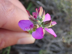Polygala pubiflora