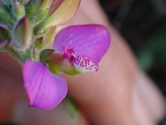 Polygala pubiflora