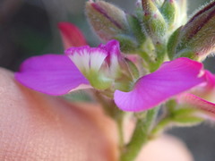 Polygala pubiflora
