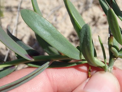 Heliophila linearis