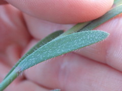 Heliophila linearis