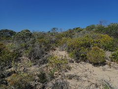 Agathosma geniculata