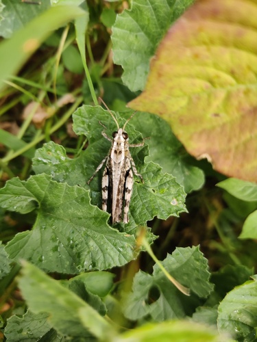 Madeira Pincer Grasshopper