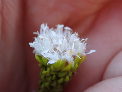 Agathosma geniculata