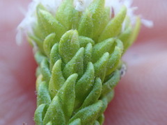 Agathosma geniculata