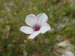 Linum tenuifolium
