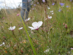 Linum tenuifolium