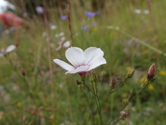 Linum tenuifolium